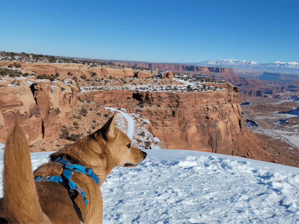 hachi out west, looking into the canyon