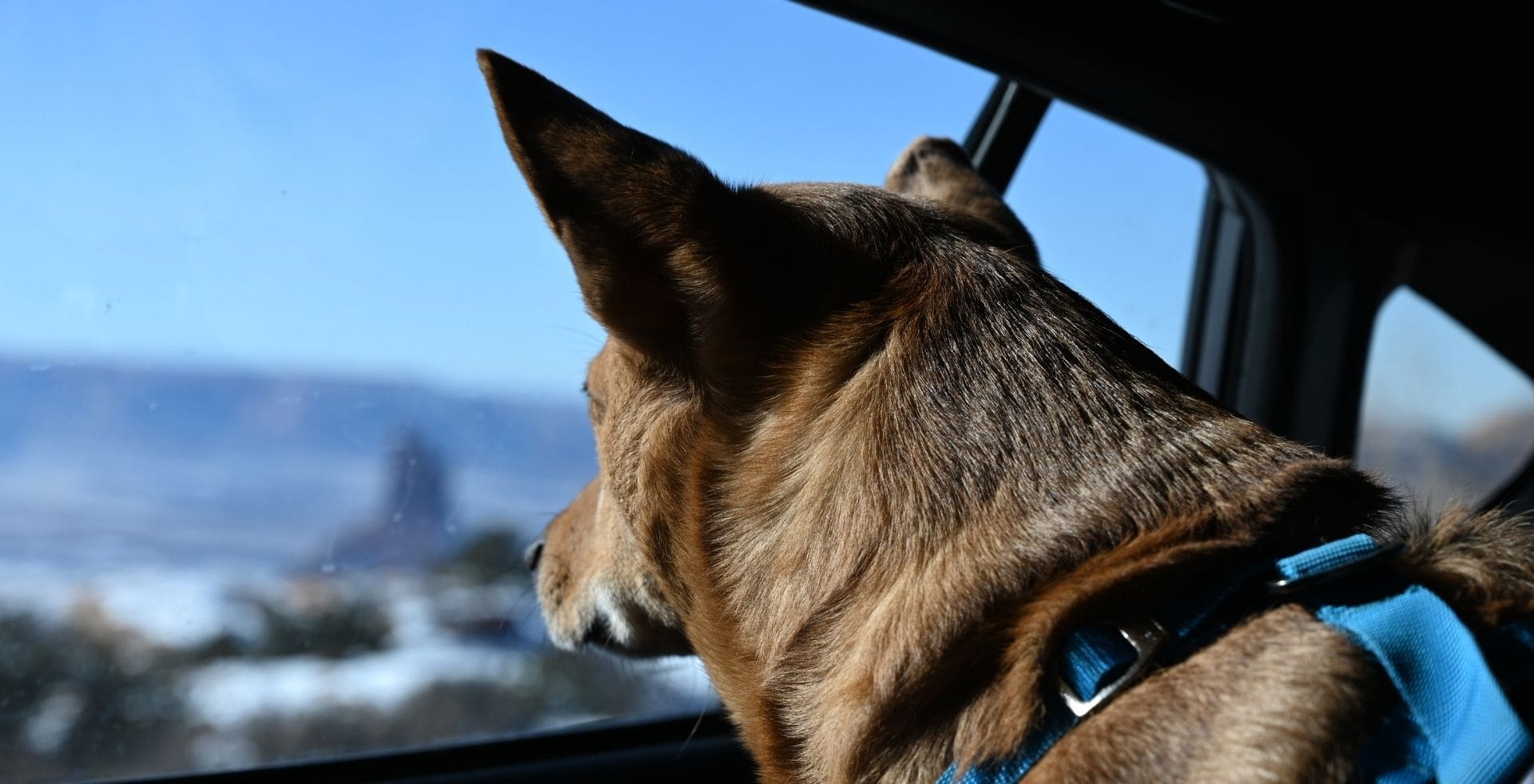 hachi looking out the window, hachi media our work featured image